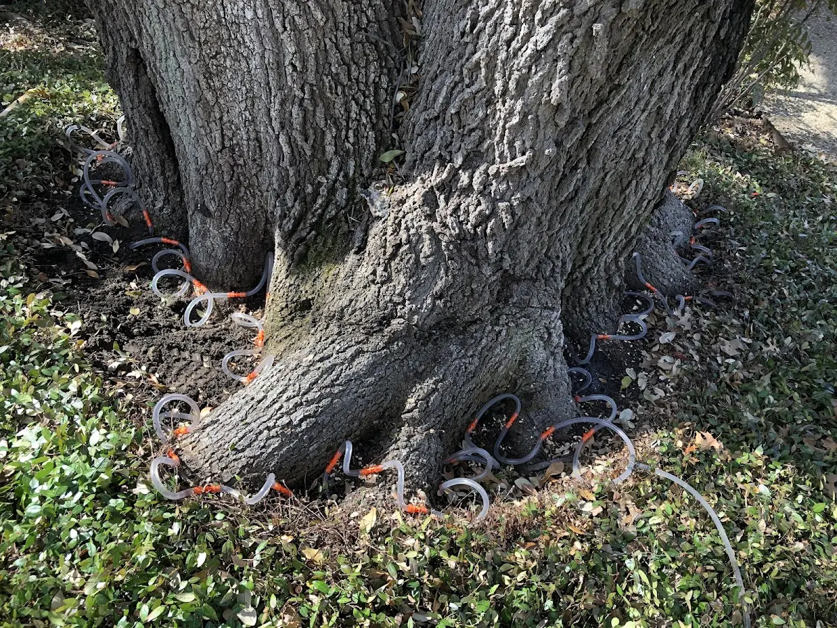 Detailed Tree Cabling and Bracing job site in Vanceboro