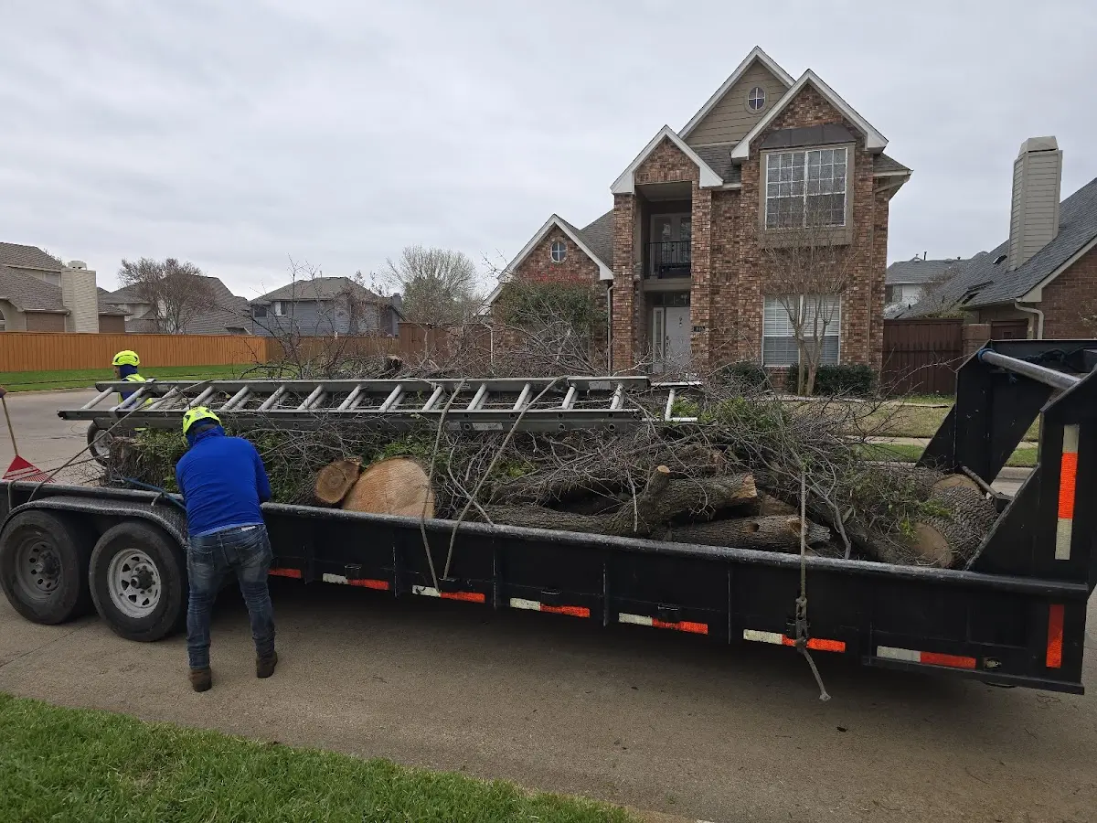 Expert Tree Removal with proper safety equipment in Vanceboro